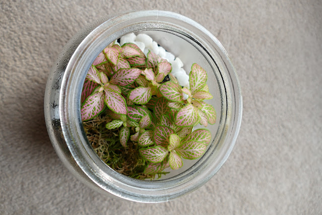 How To Build Your Own Terrarium At Home, DIY Terrariums Shop Review, DIY Terrariums Shop etsy, terrarium kits cheap uk, terrarium kit uk, closed terrarium kit, etsy terrarium kit How To Build Your Own Terrarium At Home, DIY Terrariums Shop Review, DIY Terrariums Shop etsy, terrarium kits cheap uk, terrarium kit uk, closed terrarium kit, etsy terrarium kit