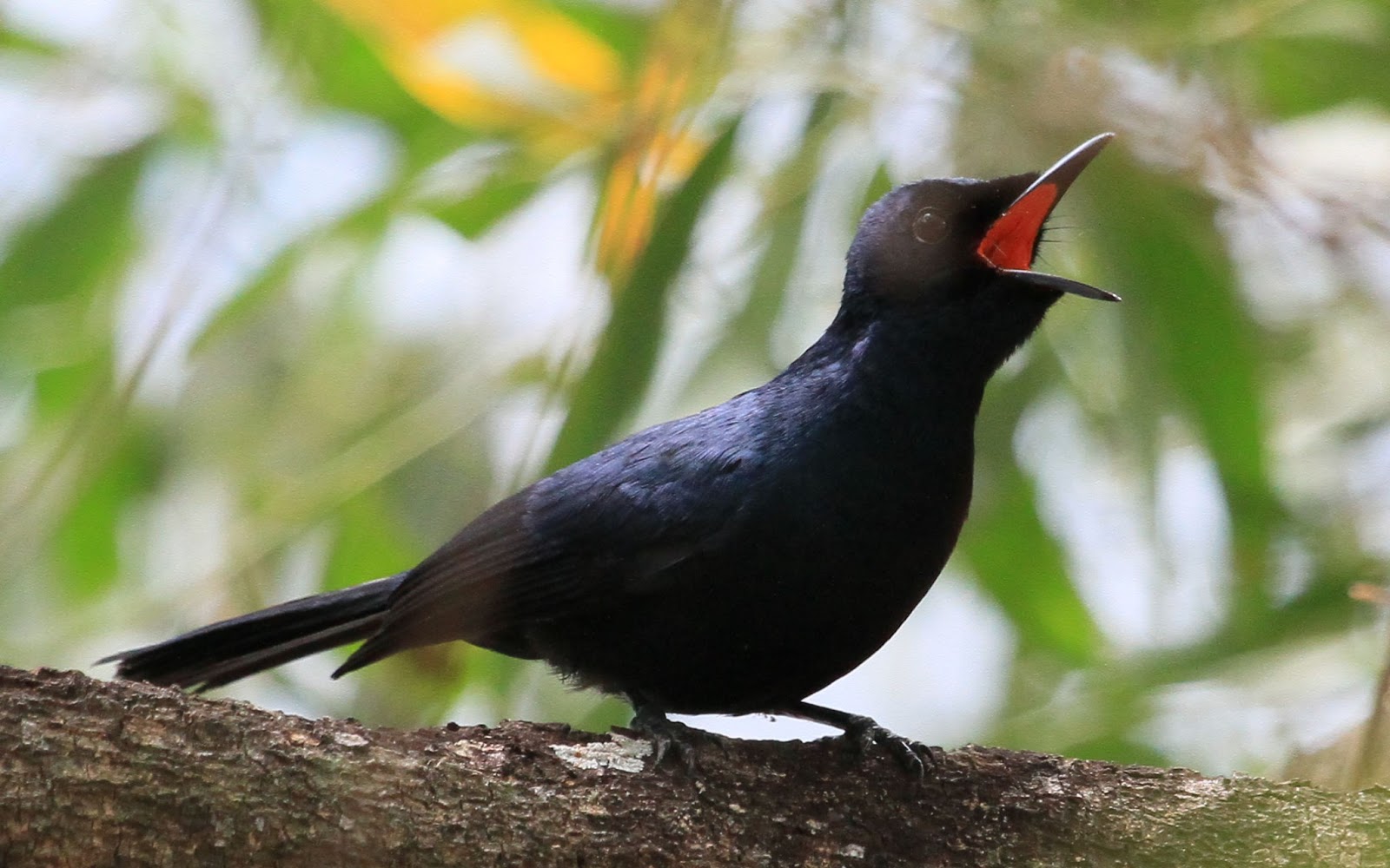 Richard Waring's Birds of Australia Rum Jungle Lake birds, photos