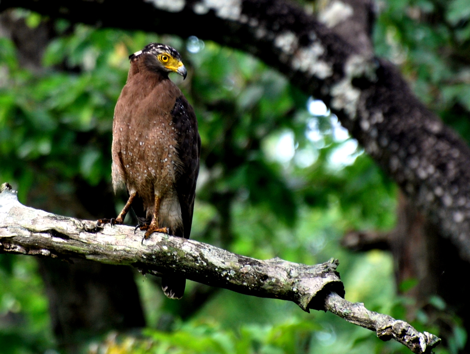 The story of a crested serpent eagle and the indian roller The story of a crested serpent eagle and the indian roller
