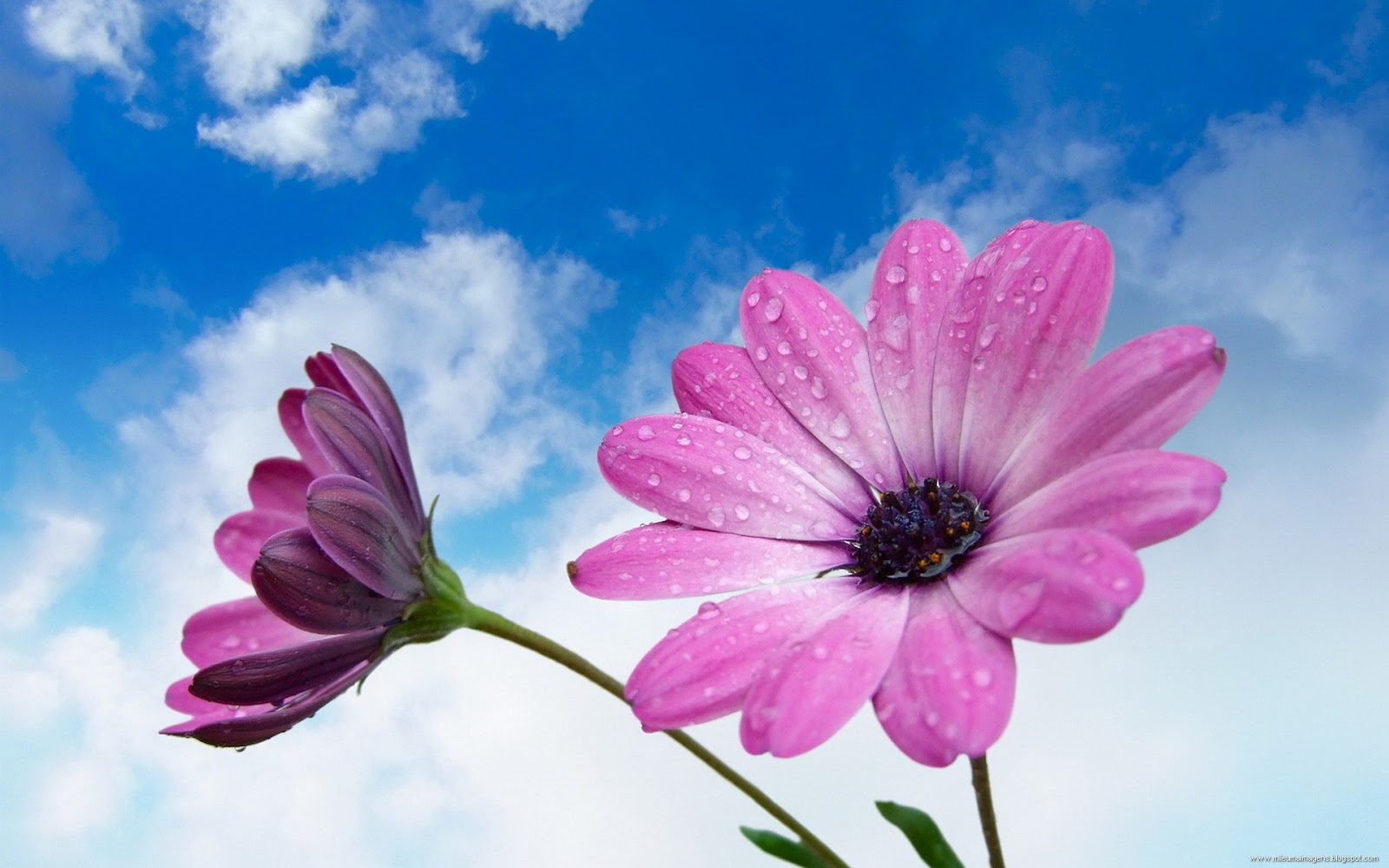 ♥ MIL E UMA IMAGENS♥ : Flores_Diversas