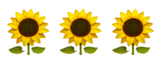220-2208511_transparent-girasoles-png-iphone-sunflower-emoji-png-png-removebg-preview.png
