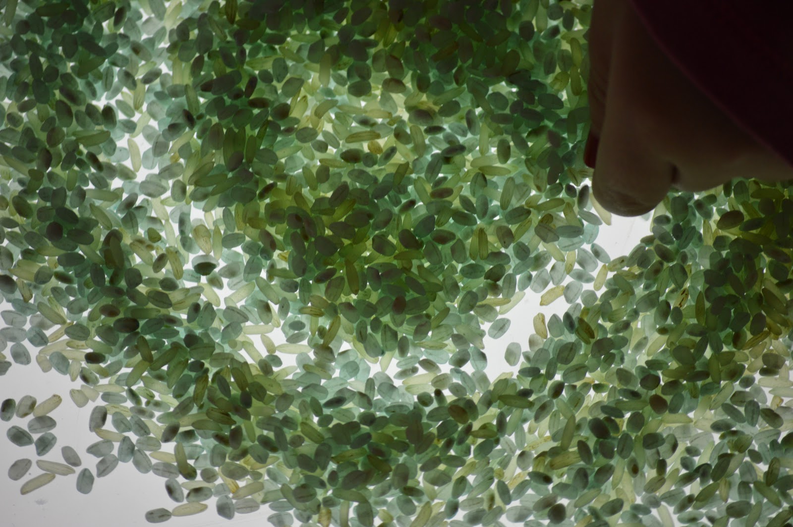 Interaction Imagination: Coloured rice on the light table