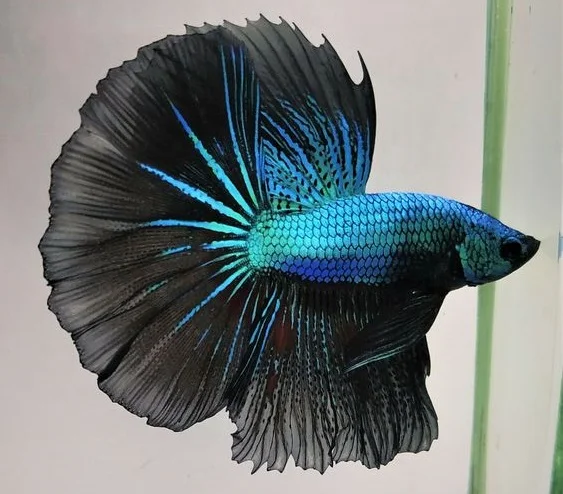 Ikan Cupang Halfmoon - Halfmoon Betta - Ikanhiasku.net