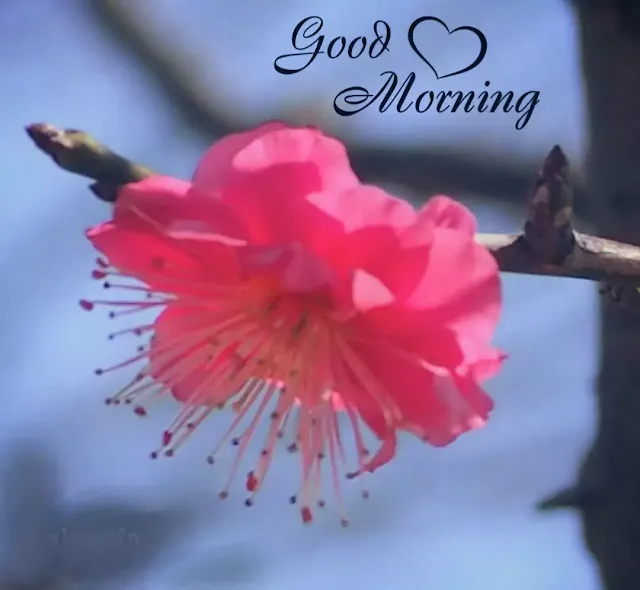 good morning flowers images for whatsapp free download