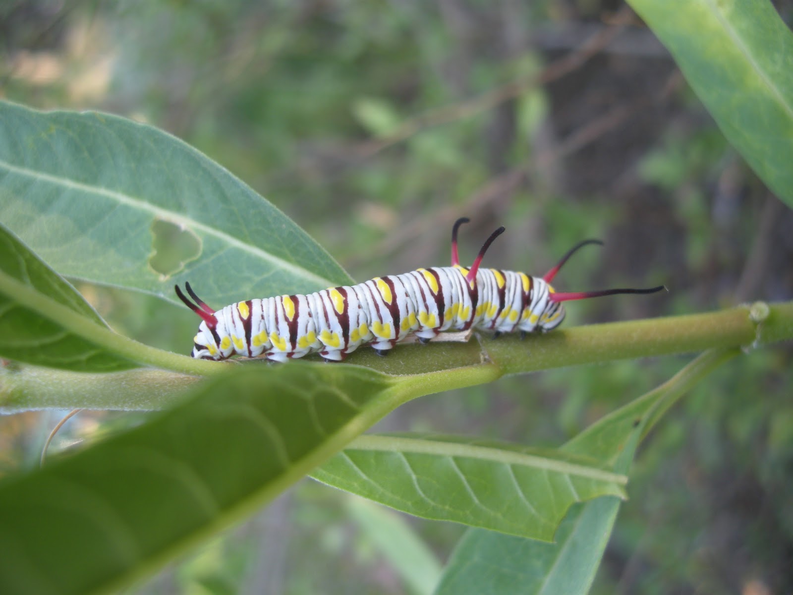 The Wonder, the Weeds and the Why in an Austin garden: Goodbye ...