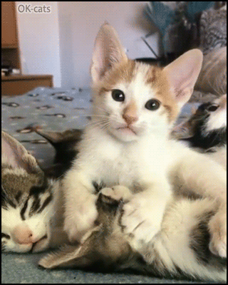 Funny Cat GIF • Cute kitten licking sleepy bro in a funny way. Well, It's look very tasty, yum...yum.. Funny Cat GIF • Cute kitten licking sleepy bro in a funny way. Well, It's look very tasty, yum...yum..