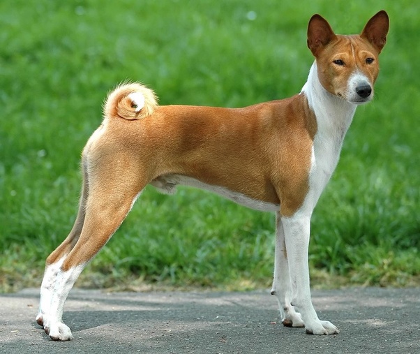 10 Most Iconic Asian Dog Breeds