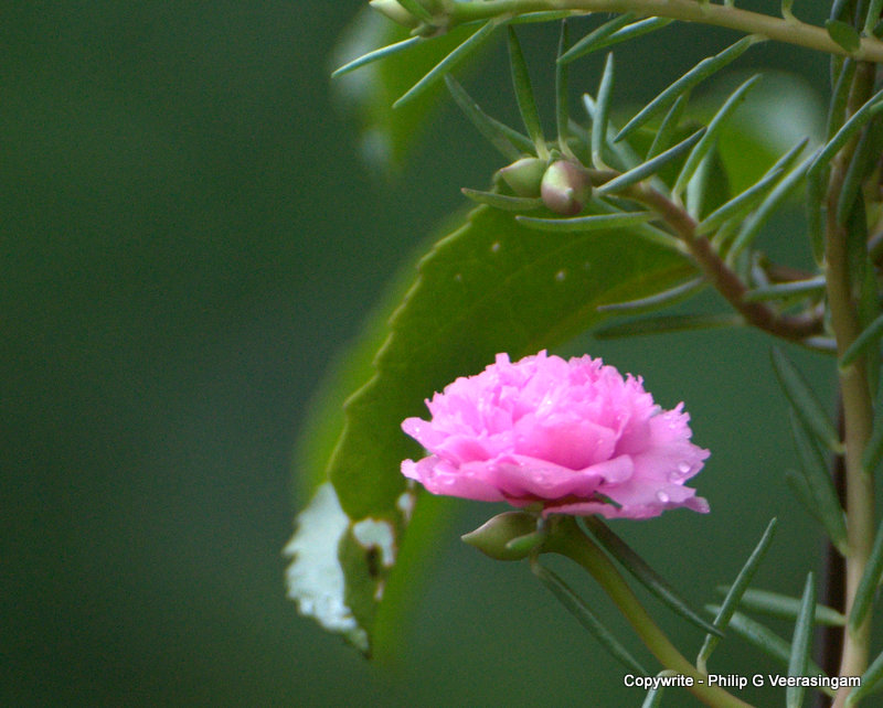 philipveerasingam: Japan Roses - Avissawella, Sri Lanka.