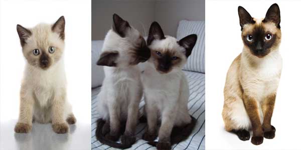 Kucing Siamese (Siam)