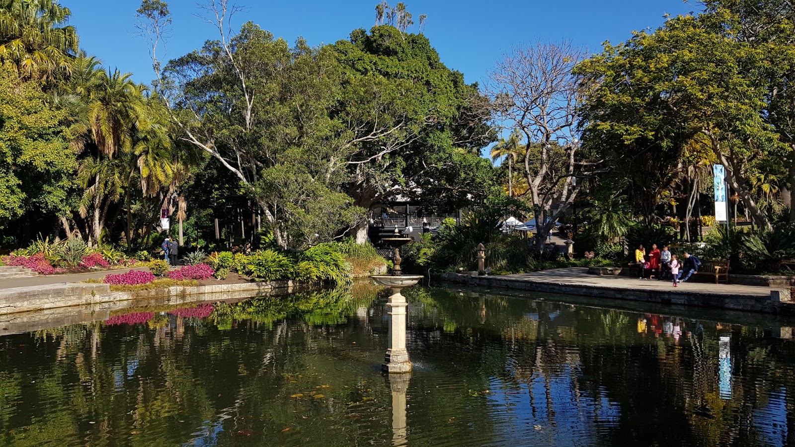 Sydney City and Suburbs Botanic Gardens, Lotus Pond