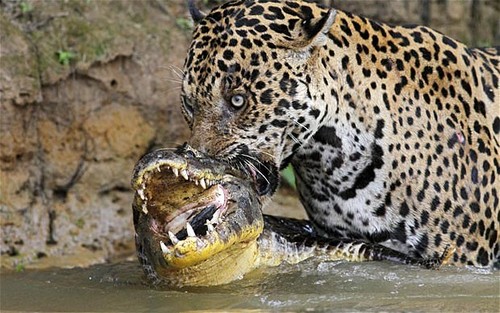 ONÇA PINTADA (Panthera onça) ~ Conhecimento é tudo
