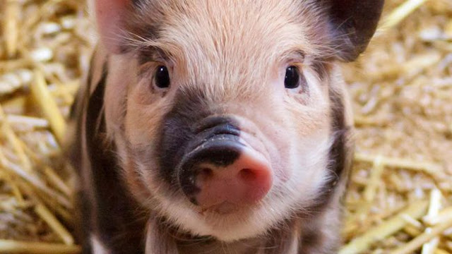 Jika Memang Haram, Kenapa Babi Diciptakan? Baca Ini Kalau Kamu Muslim yang Taat! Jika Memang Haram, Kenapa Babi Diciptakan? Baca Ini Kalau Kamu Muslim yang Taat!