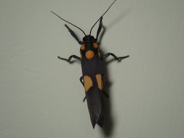 Monosyntaxis sp Monosyntaxis sp