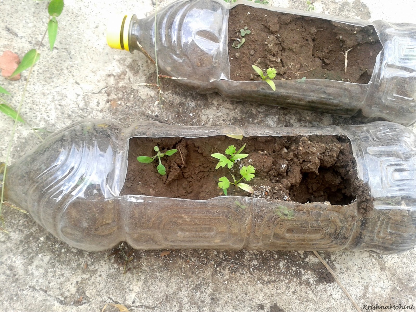 Photo Cilantro Planting in Plastic Bottles
