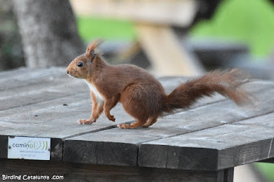 Esquirol (Sciurus vulgaris)