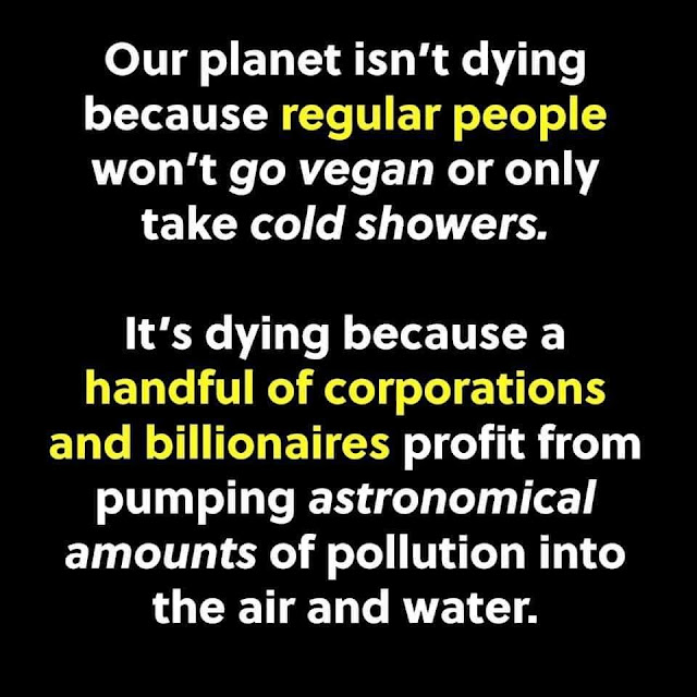 Three Dogs In A Garden Hydrangeas Care Basics Old New Varieties