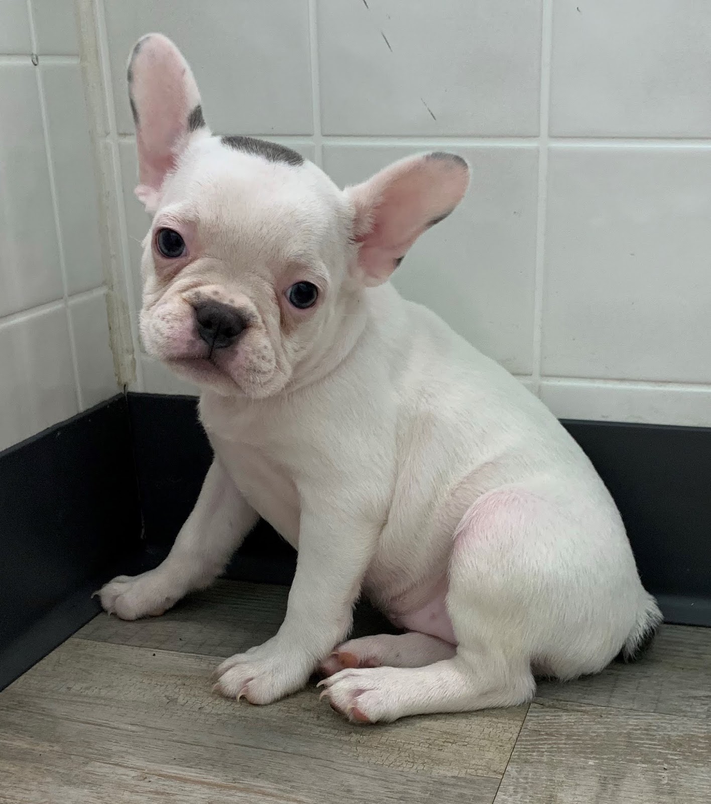 B & C Kennels: French Bulldogs & Frenchtons