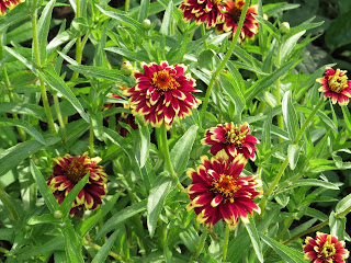 drought-tolerant