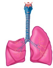 Teknik Operasi Pulmonary Lubectomy Dan Pneumonectomy pada Hewan (Bedah Thoraks)