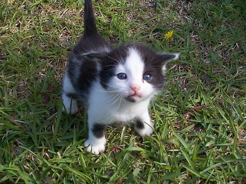 Perbedaan Kucing Anggora Dan Maine Coon Berbagai Perbedaan