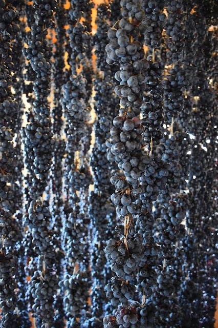 Drying grapes for Appassimento on display at Cantina Valpolicella Negrar. Photo by Greg Hudson