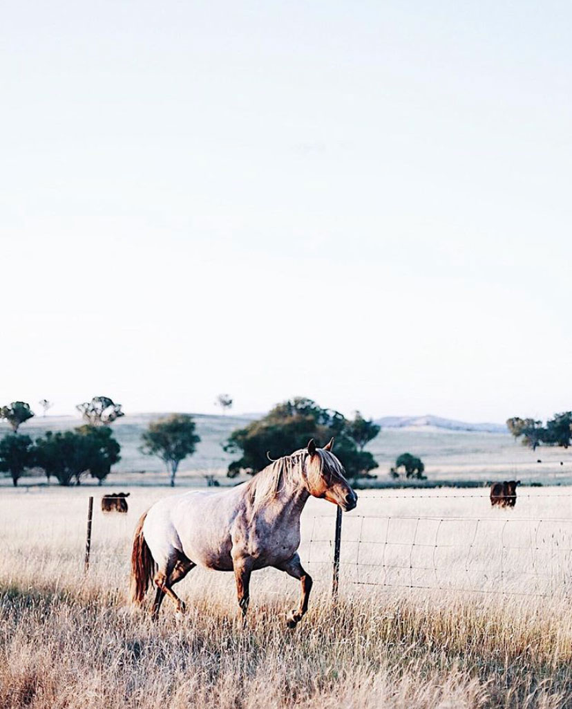 From Instagram | 10 Images With: Photographer Abbie Mellé, Southern Highlands, Australia