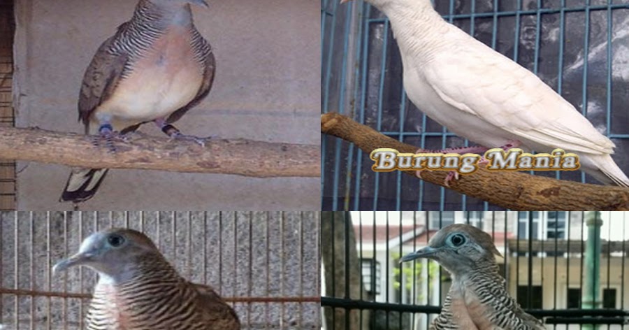Kompilasi Suara Burung Perkutut Juara Format Mp3 Burung Mania