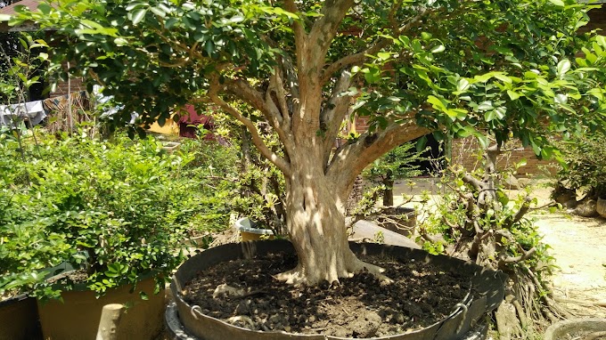 KEUNGGULAN DAN KARAKTERISTIK BONSAI KEMUNING 