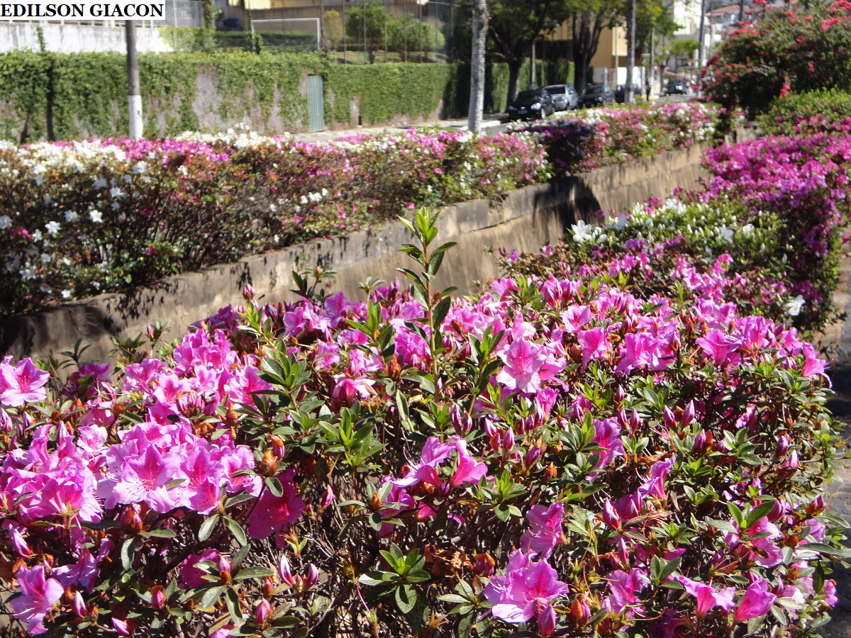 Viveiro Ciprest - Plantas Nativas e Exóticas: Azaleia Roxa / Lilás (  Rhododendron simsii )