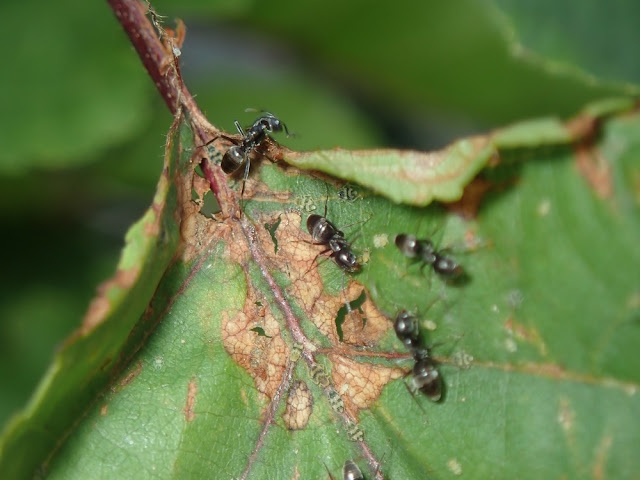 Tapinoma sp Tapinoma sp