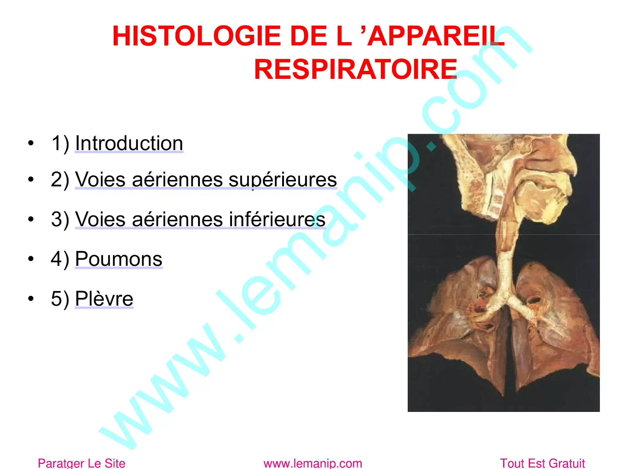 Plan Histologie D'Appareil Respiratoire