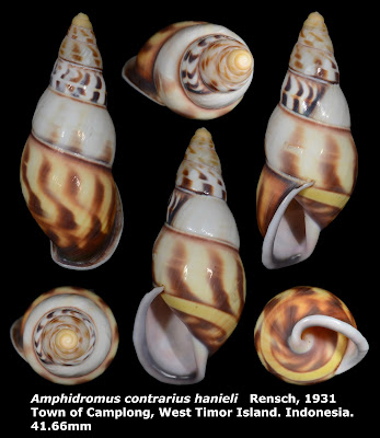 Amphidromus contrarius hanieli 41.66mm