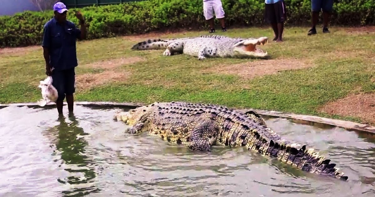 Tafsir Mimpi Dikejar Buaya Yang Besar Dan Kecil Berdasarkan Islam