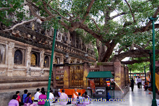 Bodhi Tree hd image download