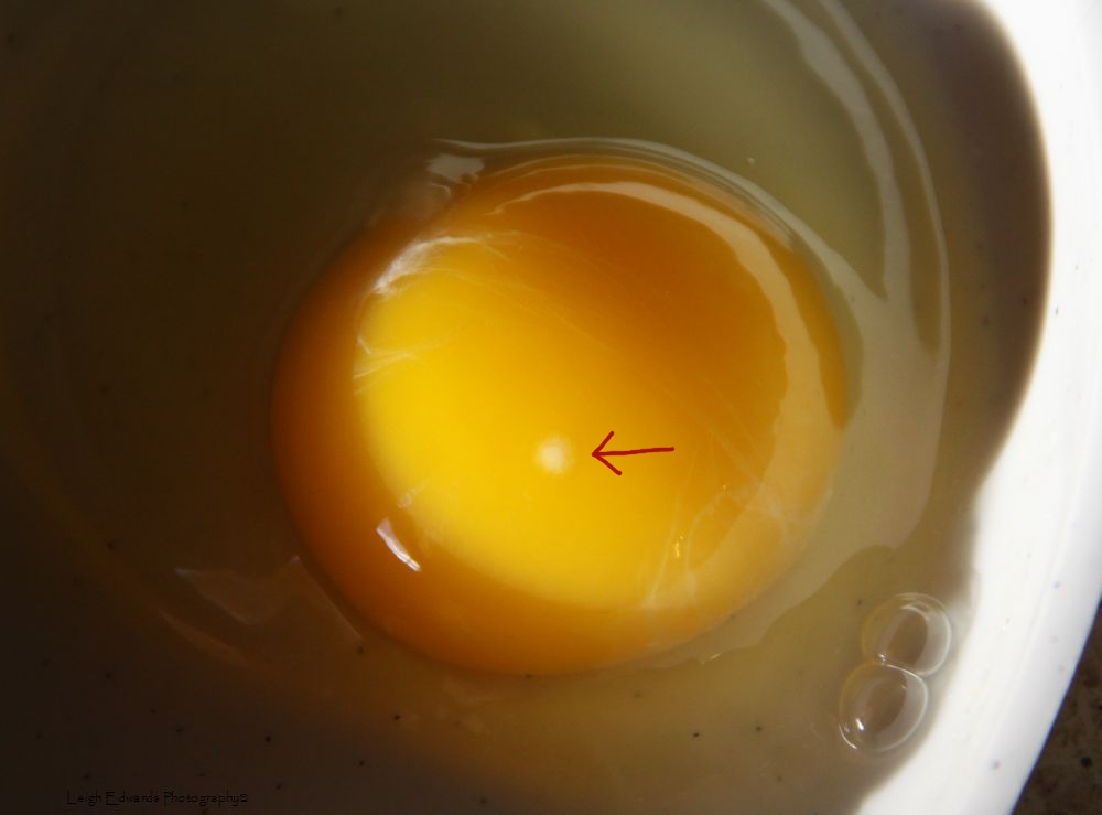 Как узнать есть ли в яйце зародыш. Оплодотворенное у иное яйцо. Неоплодотворенные яйца курицы. Бластодиск оплодотворенного яйца. Оплодотворенное куриное яйцо.