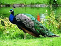 Morachi Chincholi Peacock Sanctuary