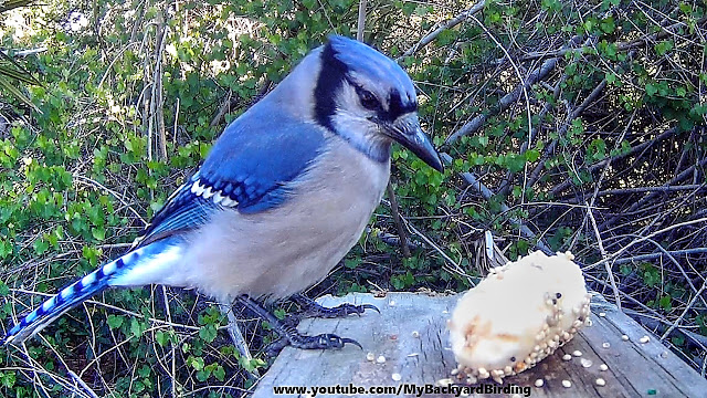 Blue Jay Meets Banana - Makes Monkey Sounds