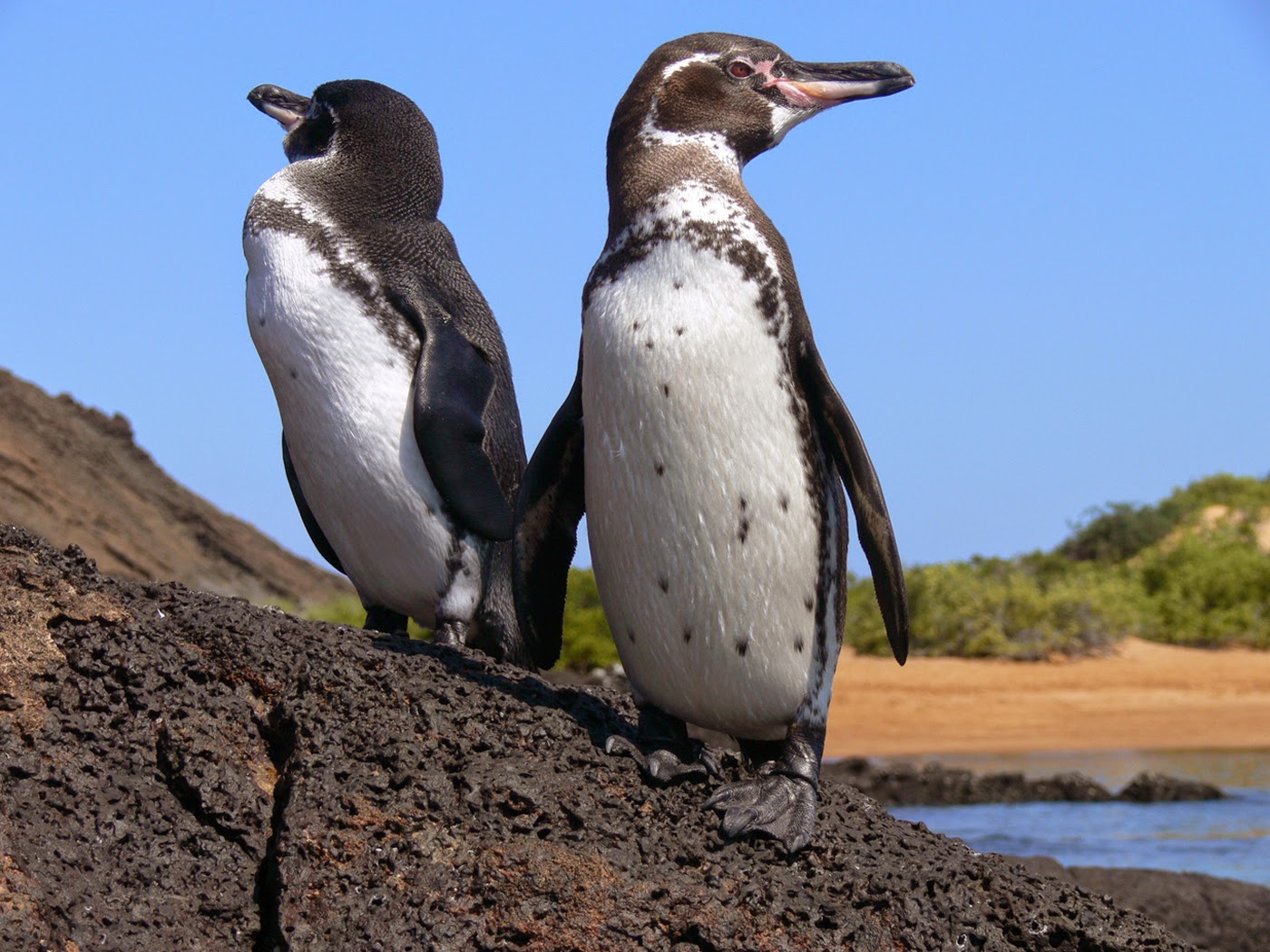 El Reino Animal LAS ISLAS GALÁPAGOS. El laboratorio de Charles Darwin. El Reino Animal LAS ISLAS GALÁPAGOS. El laboratorio de Charles Darwin.