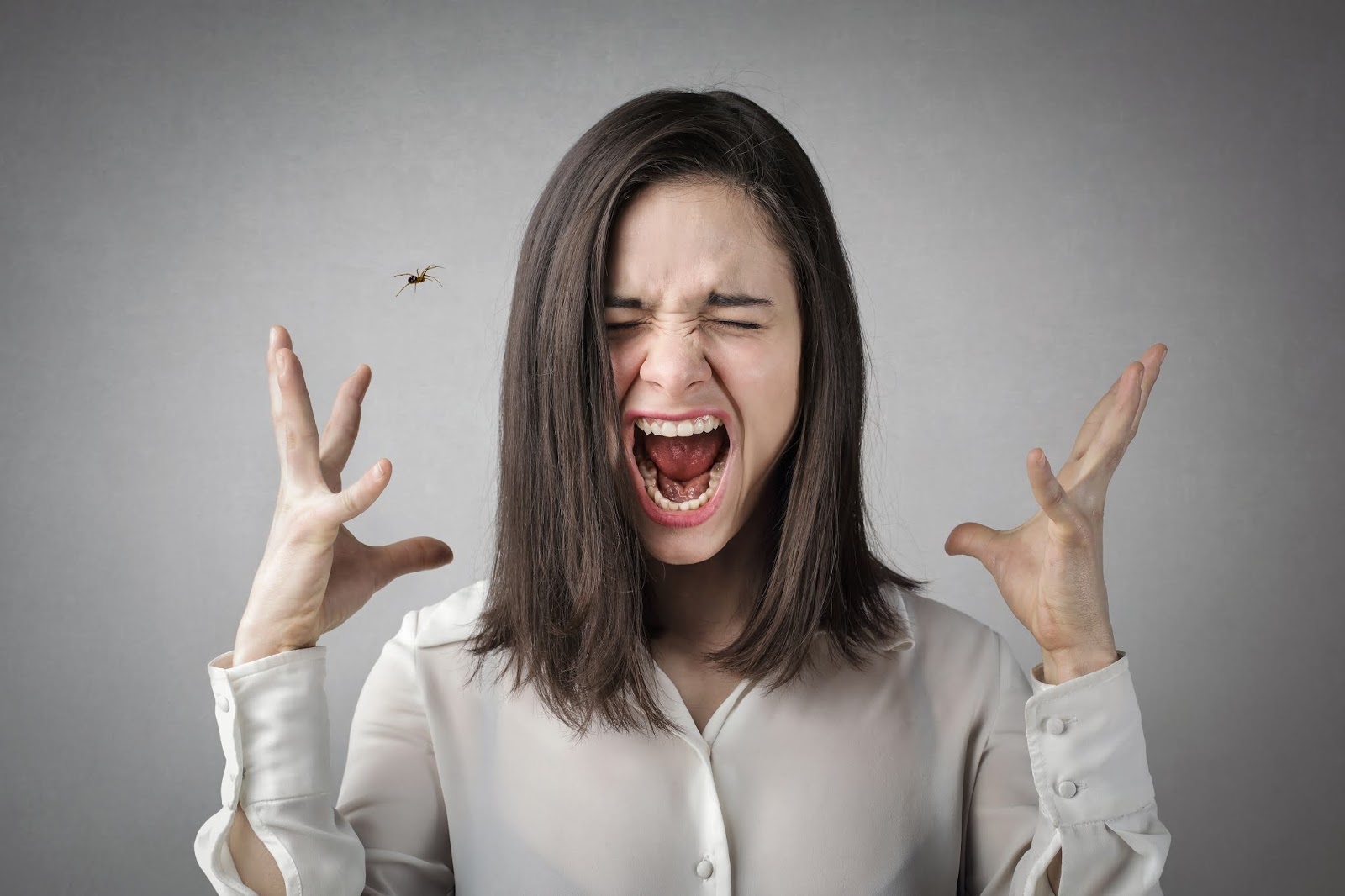 Neun von zehn Spinnen haben panische Angst vor hysterisch kreischenden Frauen