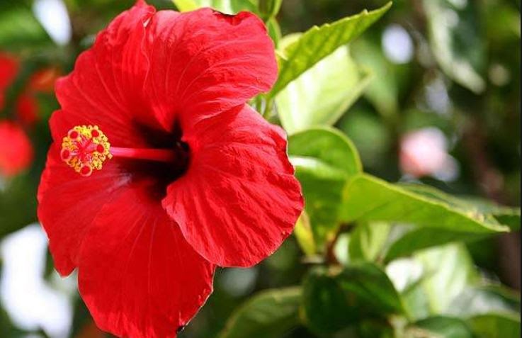 गुड़हल के फूल के ये चमत्कारी फायदे जानकर हैरान रह जायेंगे आप