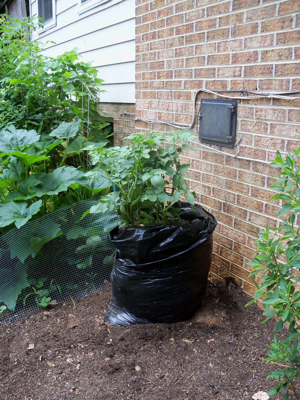 Navigating Domesticity Growing Potatoes in a Garbage Bag Update