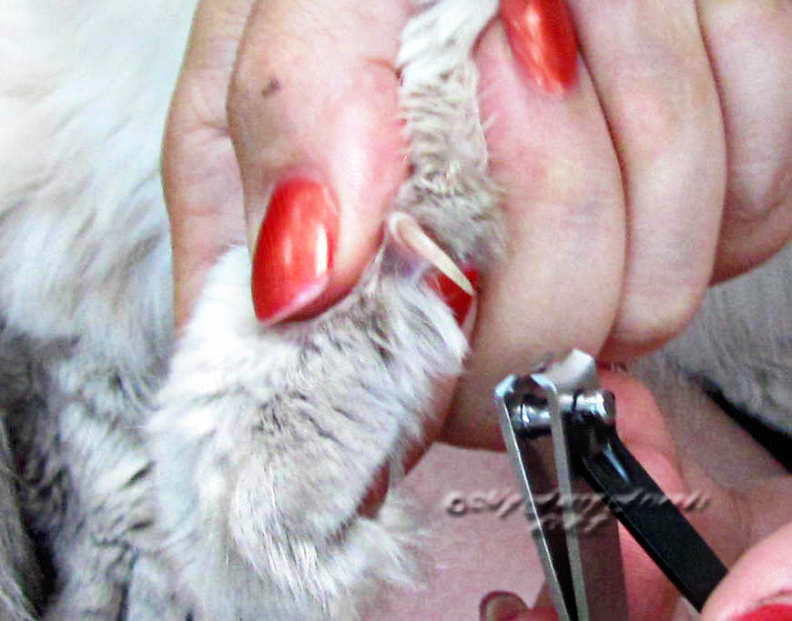 Pet Grooming The Good, The Bad, & The Furry Tuesday's Tip 28
