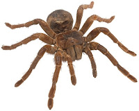 Tarántula Goliath