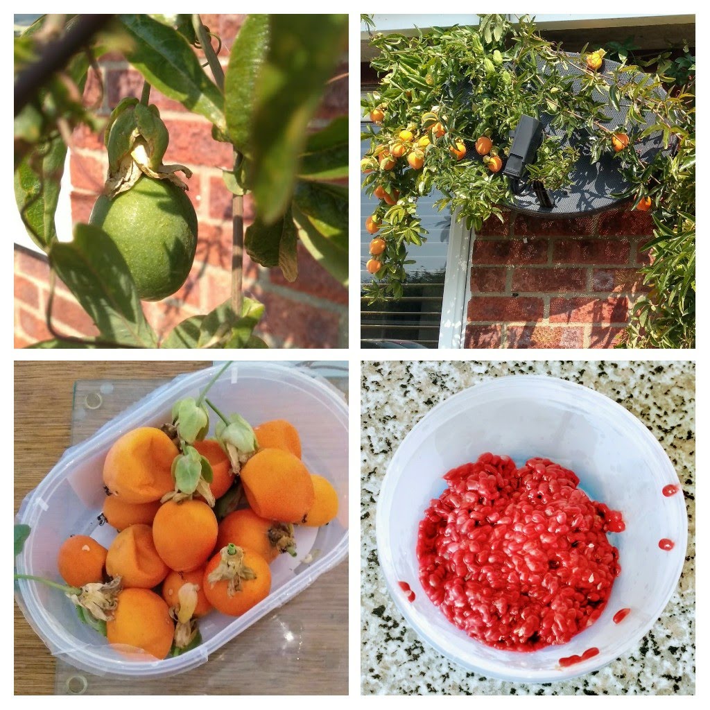 Tracing Rainbows My Passion Bears Fruit