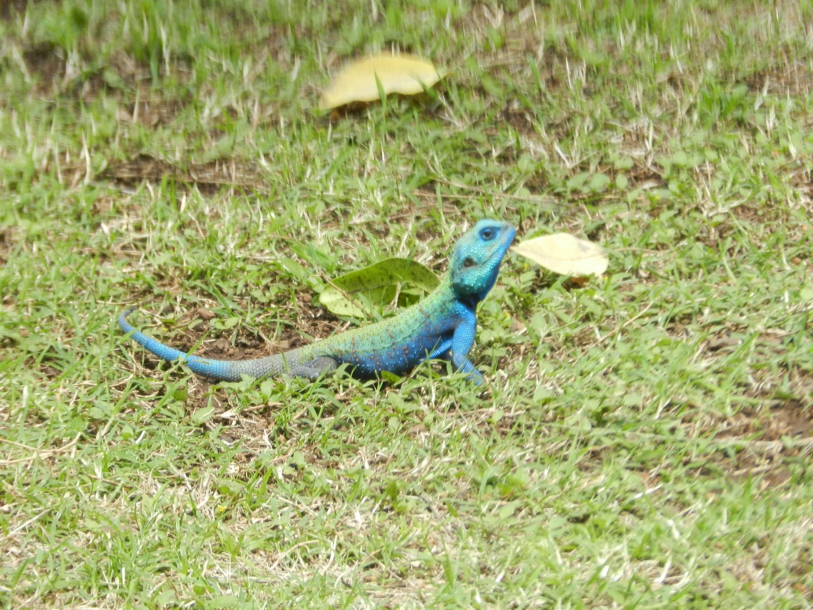 The Agape Pages: Rainbow Chameleon