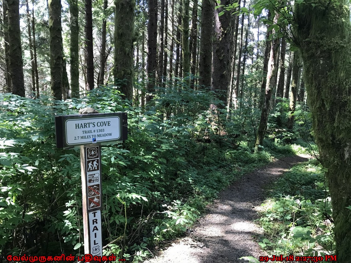 Hart's Cove Hike Oregon Exploring My Life