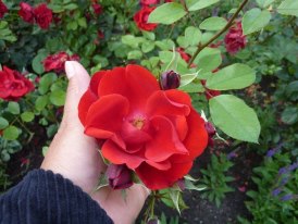 Bati fotos de inumeras FLORES NA EUROPA, LINDAS.