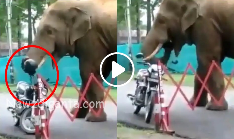 “Bike Helmet-டை விழுங்கிய யானை – வைரலாகும் அதிர்ச்சி வீடியோ !! “Bike Helmet-டை விழுங்கிய யானை – வைரலாகும் அதிர்ச்சி வீடியோ !!