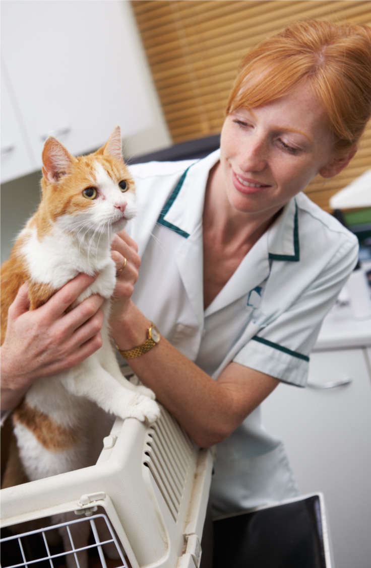 Cats Trained to Use Their Carriers Find Vet Visits Less Stressful