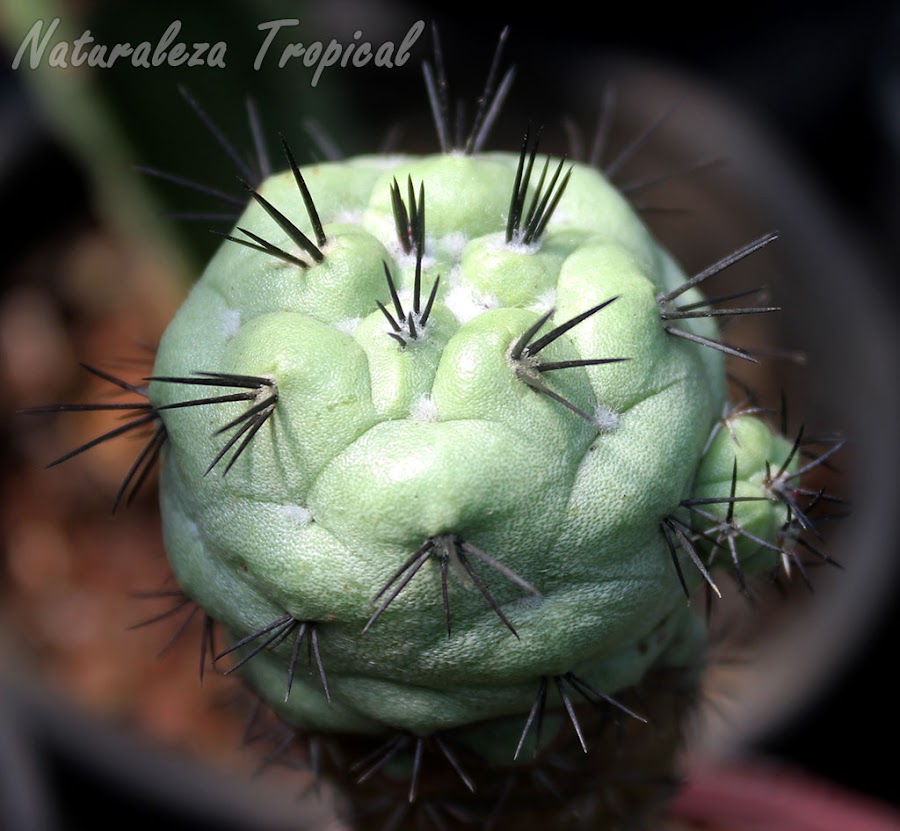 Cactus Ortegocactus macdougallii